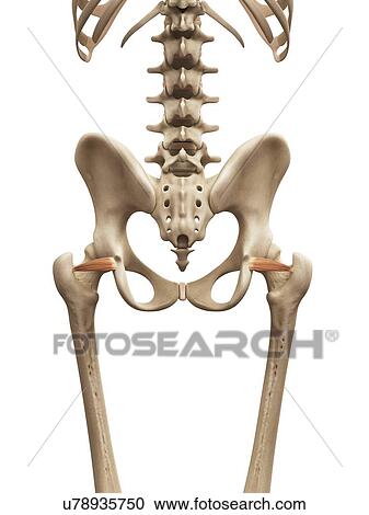 Clipart - Human muscles, illustration. Fotosearch