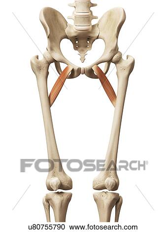 Clipart - Human muscles, illustration. Fotosearch