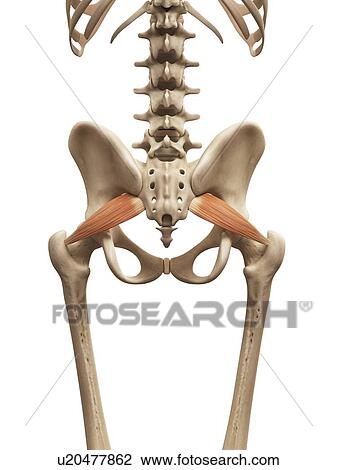 Drawing - Human muscles, illustration. Fotosearch