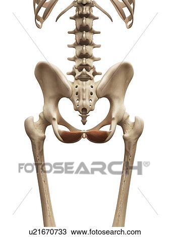 Drawing - Human muscles, illustration. Fotosearch
