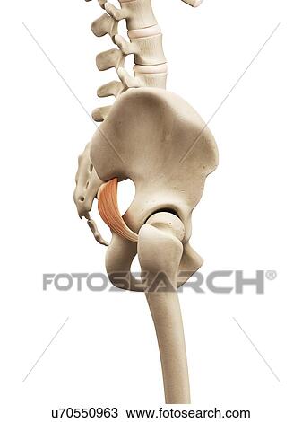Drawing - Human muscles, illustration. Fotosearch