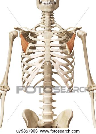Human muscles, illustration View Large Illustration Drawing - Human muscles, illustration. Fotosearch