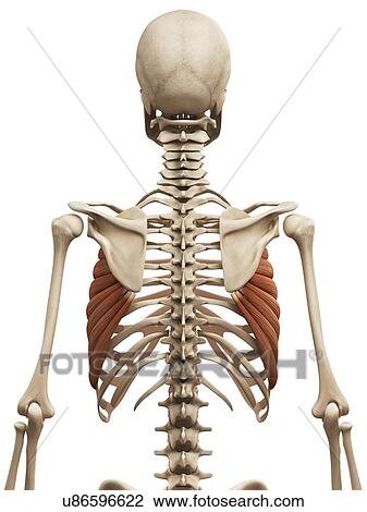 Drawing - Human muscles, illustration. Fotosearch