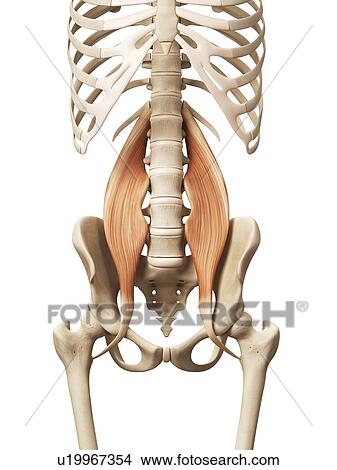 Human muscles, illustration View Large Illustration Stock Illustration - Human muscles, illustration. Fotosearch