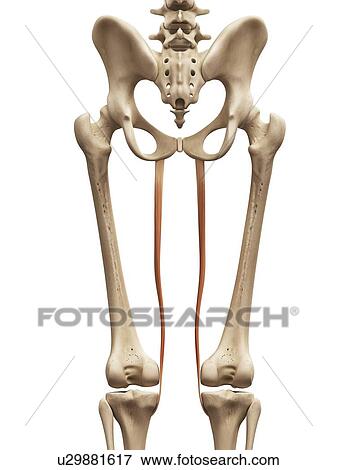 Human muscles, illustration View Large Illustration Stock Illustration - Human muscles, illustration. Fotosearch