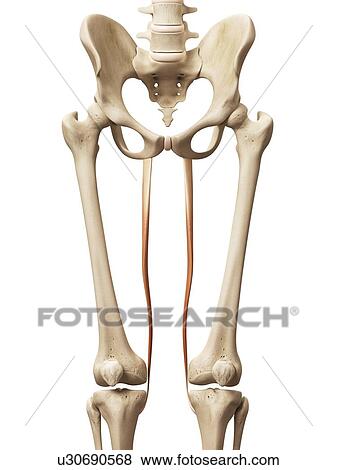 Human muscles, illustration View Large Illustration Stock Illustration - Human muscles, illustration. Fotosearch