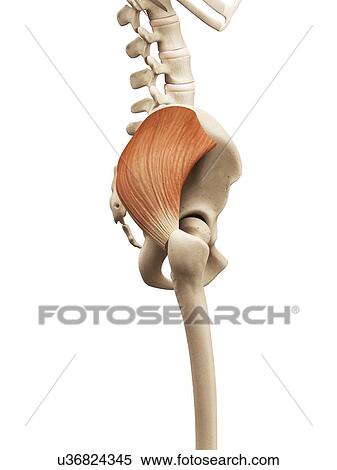 Human muscles, illustration View Large Illustration Stock Illustration - Human muscles, illustration. Fotosearch