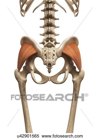 Human muscles, illustration View Large Illustration Stock Illustration - Human muscles, illustration. Fotosearch