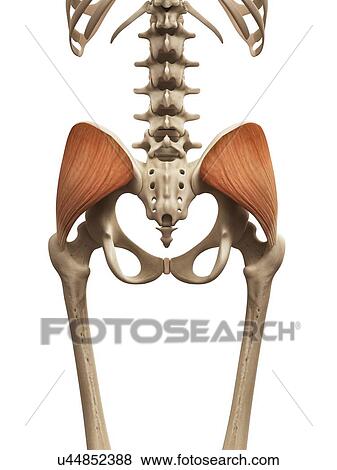 Human muscles, illustration View Large Illustration Stock Illustration - Human muscles, illustration. Fotosearch