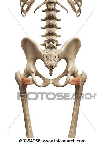 Human muscles, illustration View Large Illustration Stock Illustration - Human muscles, illustration. Fotosearch