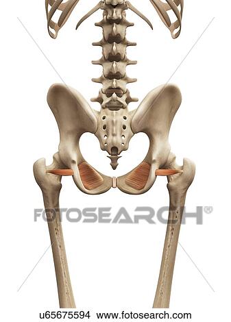 Stock Illustration - Human muscles, illustration. Fotosearch