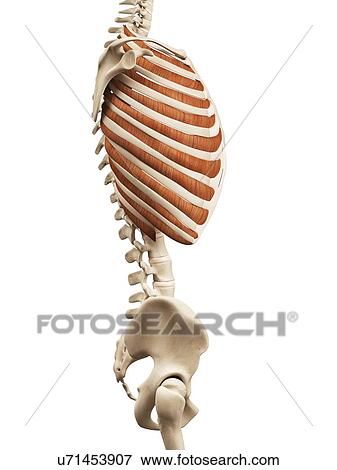 Stock Illustration - Human muscles, illustration. Fotosearch