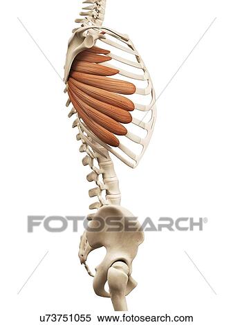 Human muscles, illustration View Large Illustration Stock Illustration - Human muscles, illustration. Fotosearch