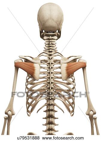 Stock Illustration - Human muscles, illustration. Fotosearch