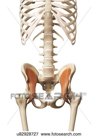 Human muscles, illustration View Large Illustration Stock Illustration - Human muscles, illustration. Fotosearch