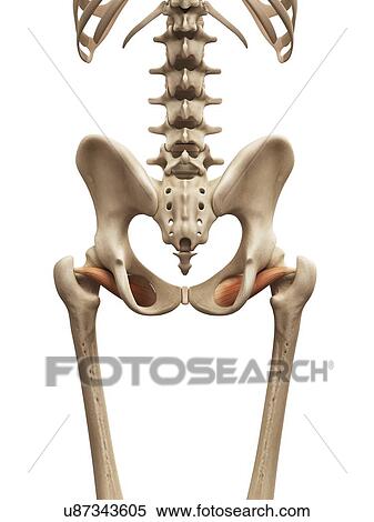 Stock Illustration - Human muscles, illustration. Fotosearch