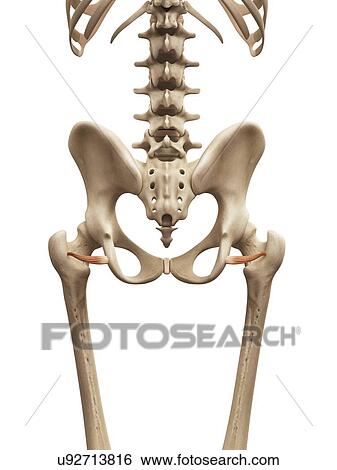 Stock Illustration - Human muscles, illustration. Fotosearch