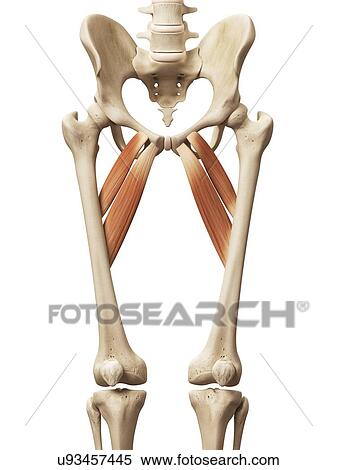 Human muscles, illustration View Large Illustration Stock Illustration - Human muscles, illustration. Fotosearch