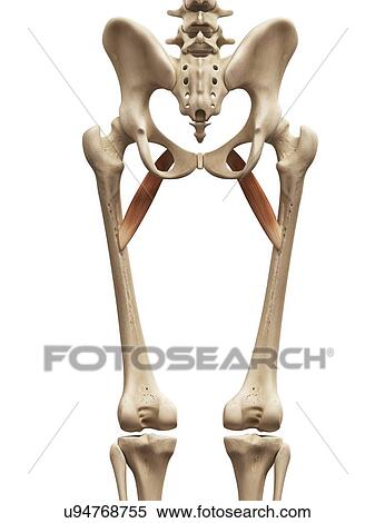 Human muscles, illustration View Large Illustration Stock Illustration - Human muscles, illustration. Fotosearch