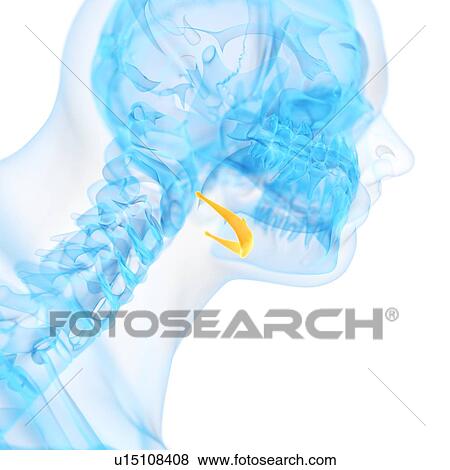 Human neck bone, illustration View Large Illustration Stock Illustration - Human neck bone, illustration. Fotosearch