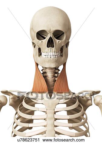 Human neck muscles, illustration View Large Illustration Clip Art - Human neck muscles, illustration. Fotosearch