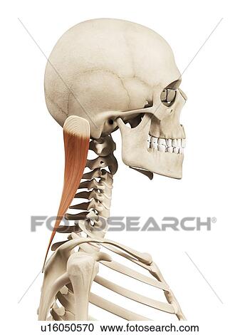 Clipart - Human neck muscles, illustration. Fotosearch