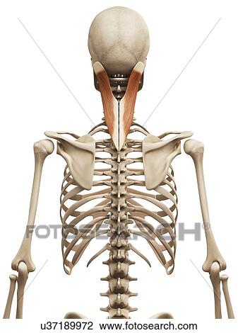 Human neck muscles, illustration View Large Illustration Drawing - Human neck muscles, illustration. Fotosearch