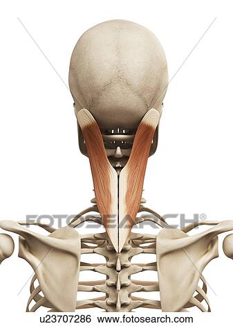 Human neck muscles, illustration View Large Illustration Stock Illustration - Human neck muscles, illustration. Fotosearch