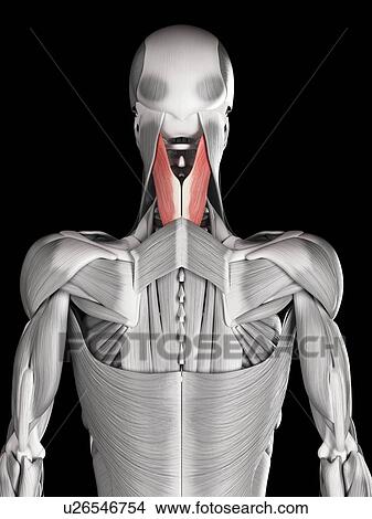 Stock Illustration - Human neck muscles, illustration. Fotosearch