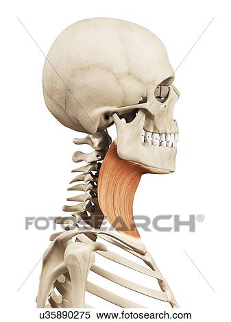 Stock Illustration - Human neck muscles, illustration. Fotosearch