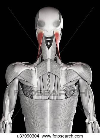 Stock Illustration - Human neck muscles, illustration. Fotosearch