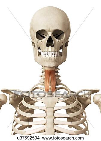 Stock Illustration - Human neck muscles, illustration. Fotosearch