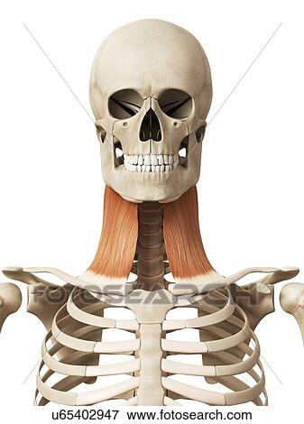 Stock Illustration - Human neck muscles, illustration. Fotosearch
