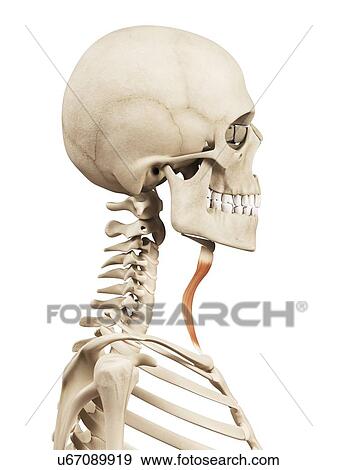 Stock Illustration - Human neck muscles, illustration. Fotosearch