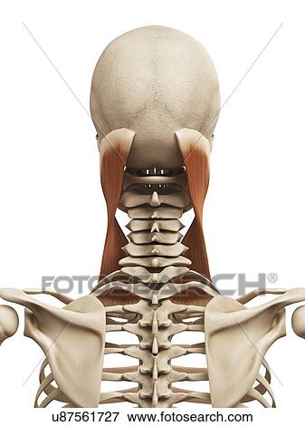 Human neck muscles, illustration View Large Illustration Stock Illustration - Human neck muscles, illustration. Fotosearch
