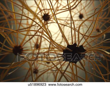 Human nerve cells, illustration View Large Illustration Drawing - Human nerve cells, illustration. Fotosearch