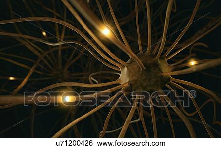 Stock Illustration - Human nerve cells, illustration. Fotosearch