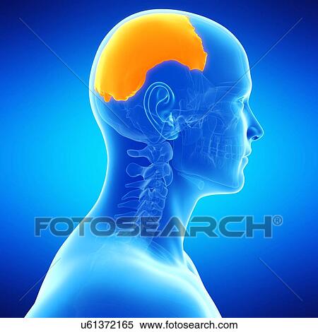 Stock Illustration - Human parietal bone, illustration. Fotosearch