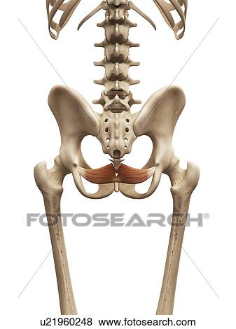 Human pelvic muscle, illustration View Large Illustration Stock Illustration - Human pelvic muscle, illustration. Fotosearch