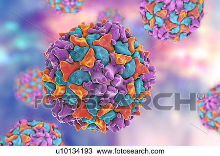 Drawing - Human poliovirus, illustration. Fotosearch