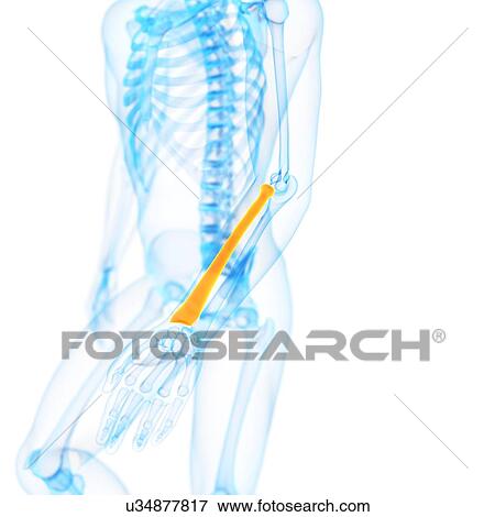 Stock Illustration - Human radius bone, illustration. Fotosearch