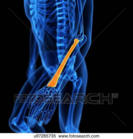 Stock Illustration - Human radius bone, illustration. Fotosearch