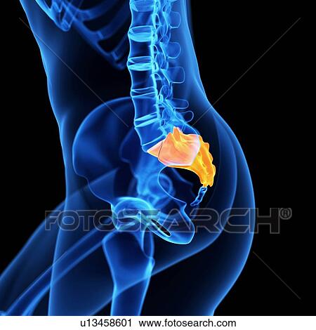 Clip Art - Human sacrum, illustration. Fotosearch