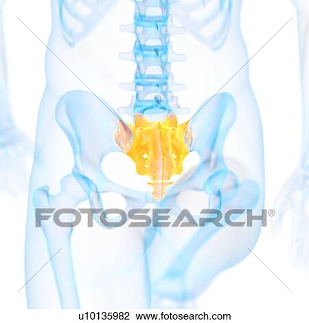 Drawing - Human sacrum, illustration. Fotosearch