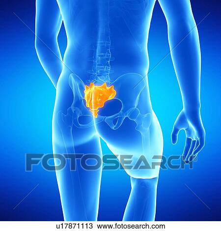 Human sacrum, illustration View Large Illustration Drawing - Human sacrum, illustration. Fotosearch