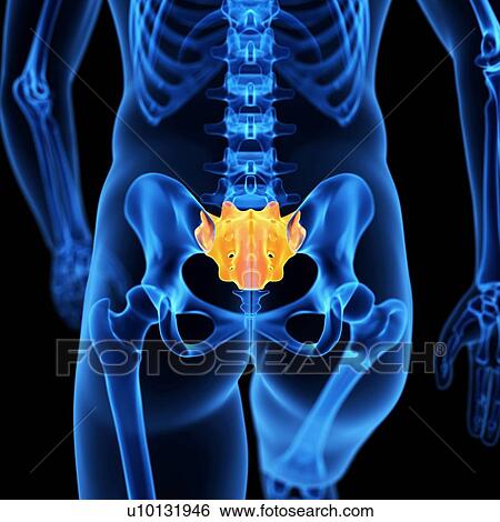Human sacrum, illustration View Large Illustration Stock Illustration - Human sacrum, illustration. Fotosearch