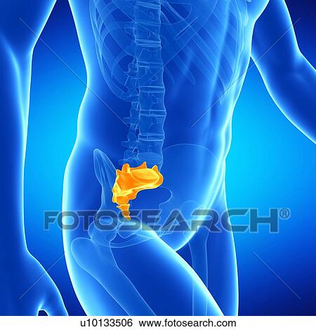 Human sacrum, illustration View Large Illustration Stock Illustration - Human sacrum, illustration. Fotosearch