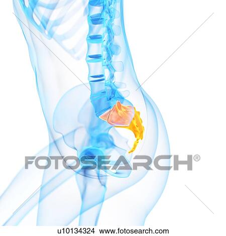 Stock Illustration - Human sacrum, illustration. Fotosearch