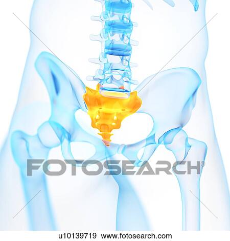 Human sacrum, illustration View Large Illustration Stock Illustration - Human sacrum, illustration. Fotosearch