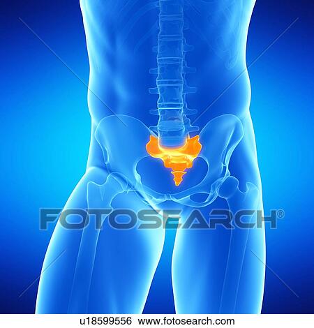 Human sacrum, illustration View Large Illustration Stock Illustration - Human sacrum, illustration. Fotosearch